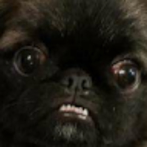 Meet your Posher, Koby - Picture 1 of 1